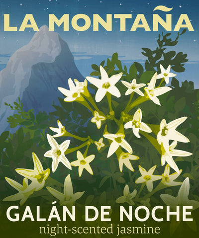 Galán De Noche Candle | La Montaña | Candles